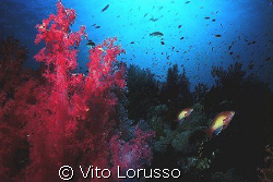 Corals - Dendronephthya Sp. by Vito Lorusso 
